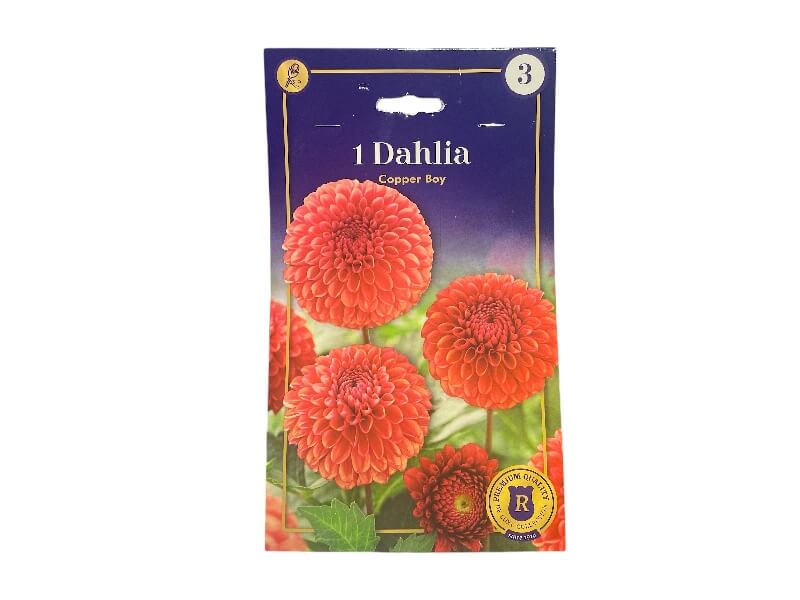 Dahlia Copper Boy, dahliaknolde til haveplantning.