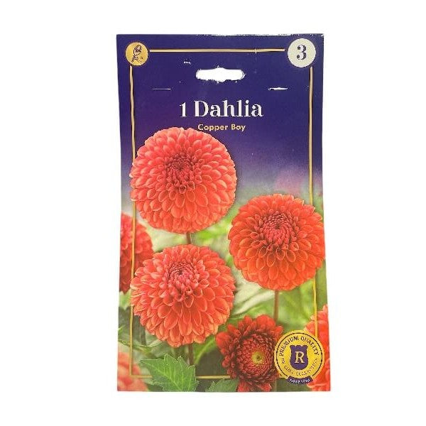 Dahlia Copper Boy, dahliaknolde til haveplantning.