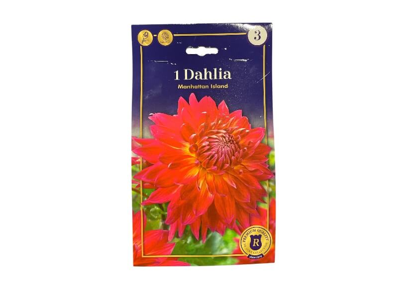 Dahlia Manhattan Island knolde til haveplantning.