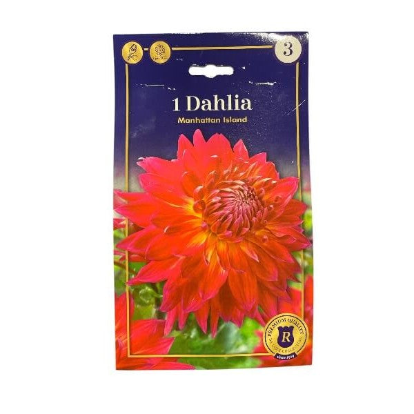 Dahlia Manhattan Island knolde til haveplantning.