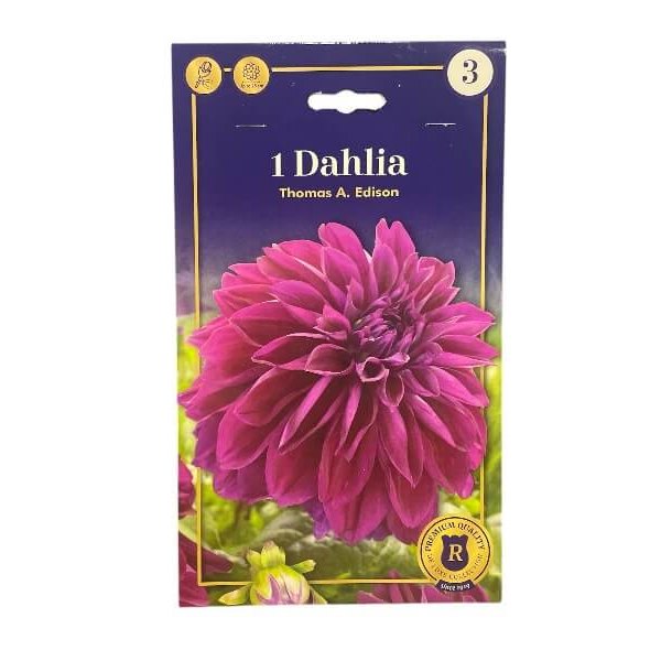 Dahlia knolde til at plante i haven - Thomas A. Edison.