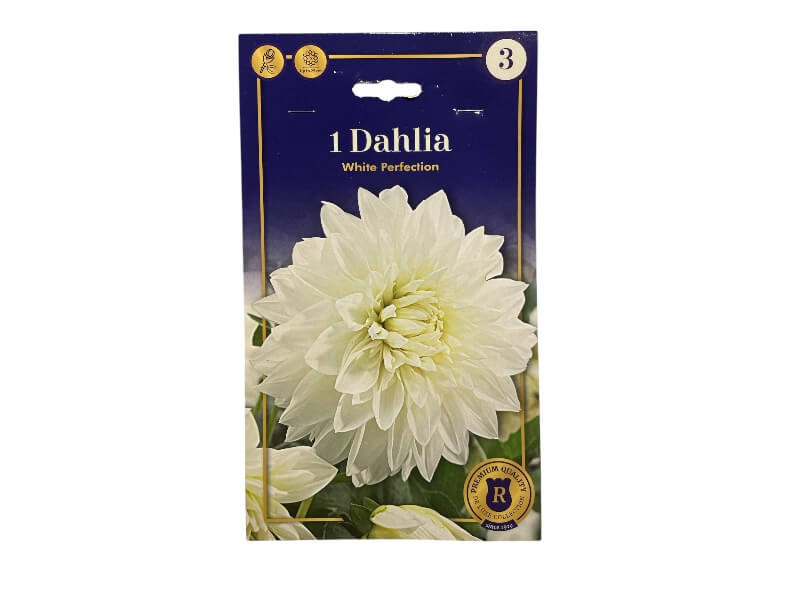 Dahlia Dec. White Perfection - dahliaknolde til haven.