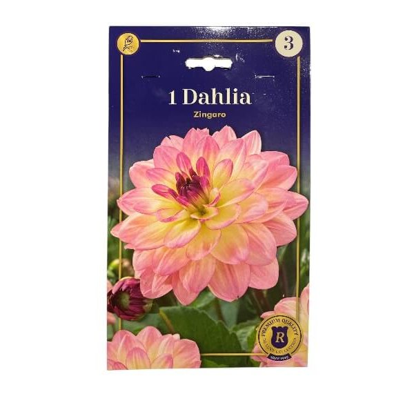 Dahlia Dec. Zingaro dahliaknolde til haveplantning.