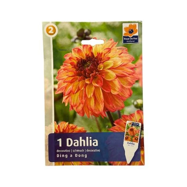 Dahlia Decorative Ding A Dong, dahliaknolde til haven.
