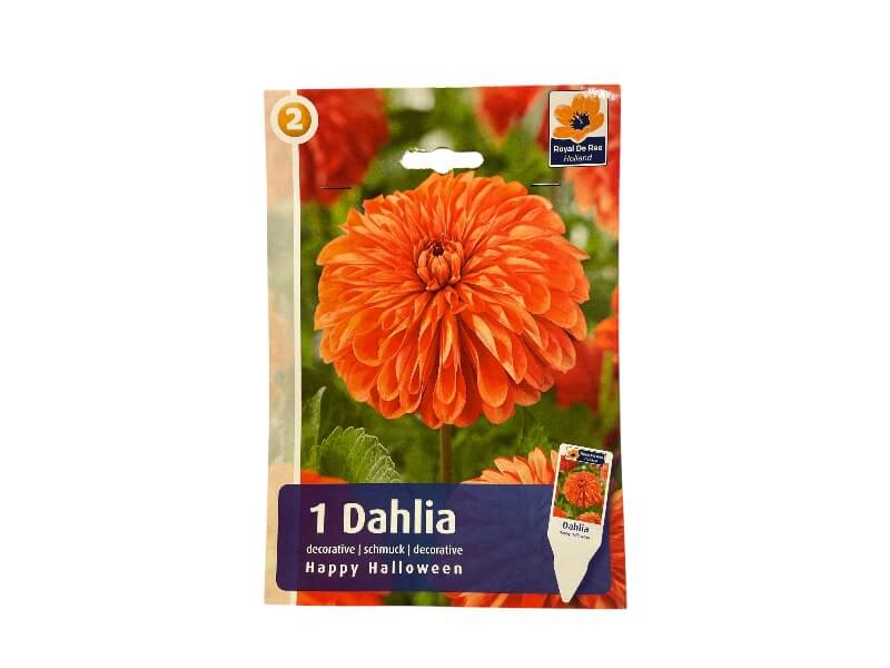 Dahlia Decorative Happy Halloween, dahliaknolde til haveplantning.