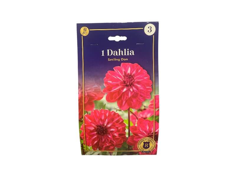 Dahlia Decorative Smiling Don - dekorative dahliaknolde til haven.