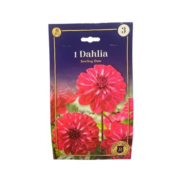 Dahlia Decorative Smiling Don - dekorative dahliaknolde til haven.