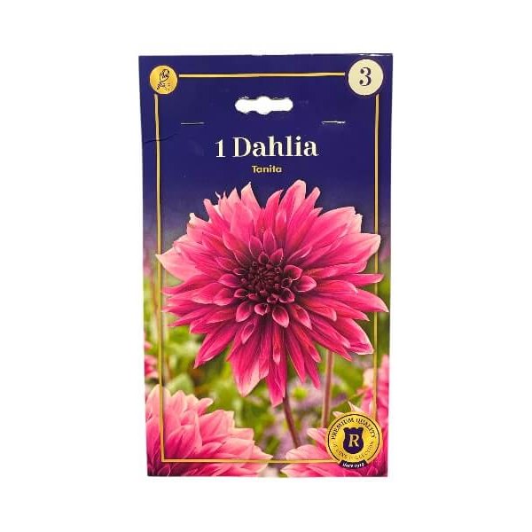 Dahlia Decorative Tanita - dahlia knolde til haven, plante.