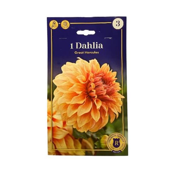 Dahlia dinnerplate Great Hercules - dahliaknolde til haven.