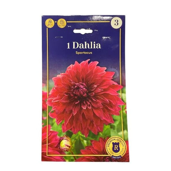 Dahlia Dinnerplate Spartacus I - dahliaknolde til haveplantning.