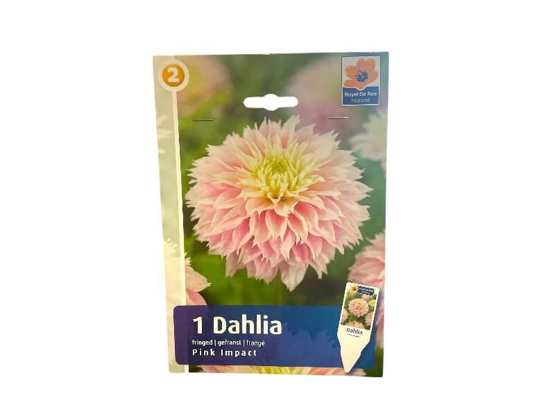 Dahlia Fringed Pink Impact - dahliaknolde til haven.