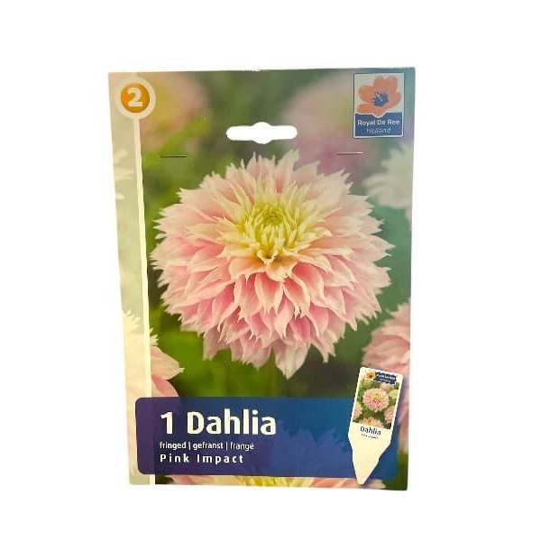 Dahlia Fringed Pink Impact - dahliaknolde til haven.