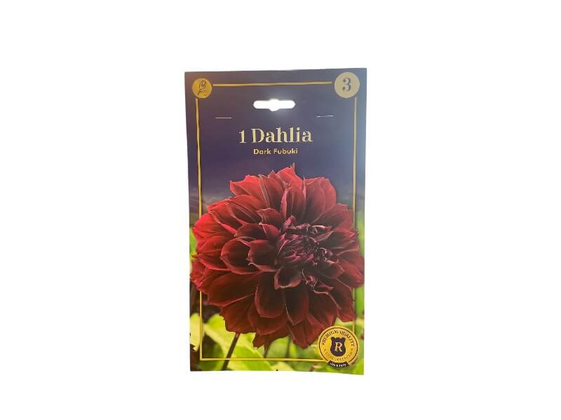 Dahlia Fring. Dark Fubuki knolde til haven.