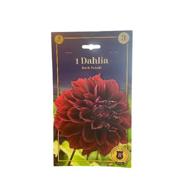 Dahlia Fring. Dark Fubuki knolde til haven.