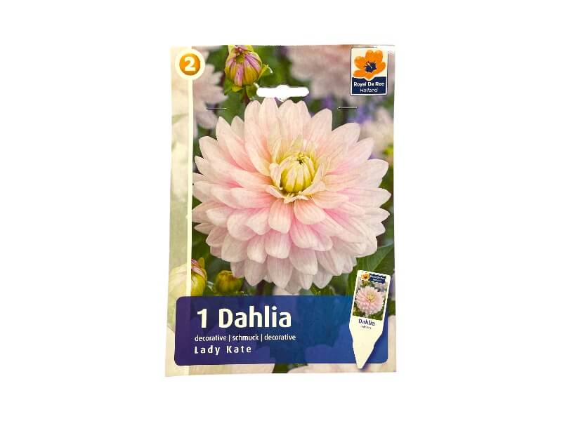Dahlia Lady Kate I - dahliaknolde til haven.