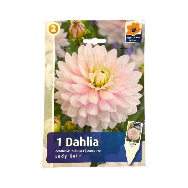Dahlia Lady Kate I - dahliaknolde til haven.