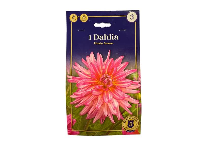 Dahlia Pinkie Swear, dahliaknolde til haven.
