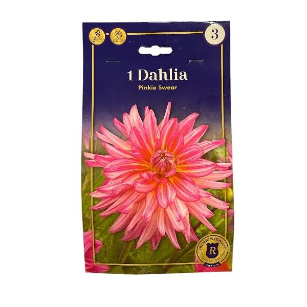 Dahlia Pinkie Swear, dahliaknolde til haven.