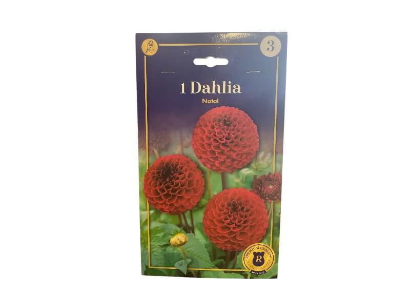 Dahlia Pompon Natal knolde til haven.