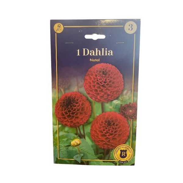 Dahlia Pompon Natal knolde til haven.