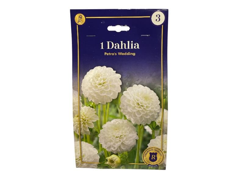DAHLIA POMPON PETRA'S WEDDING