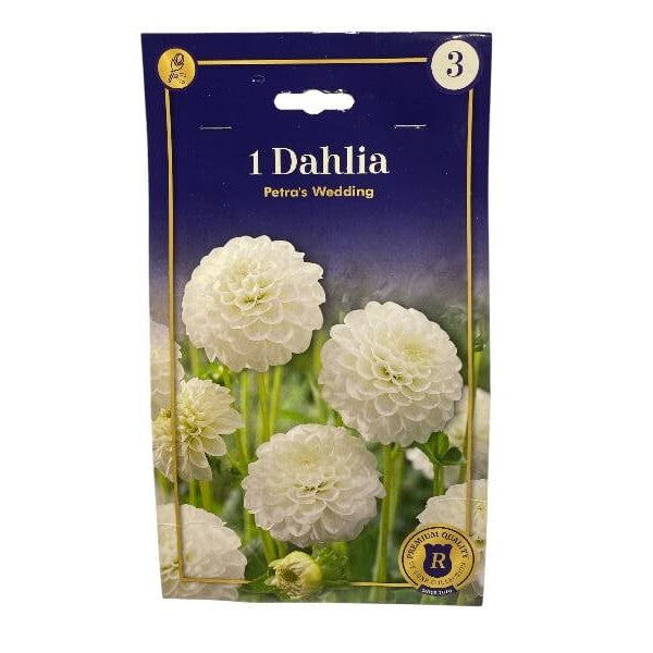 Dahlia Pompon Petra's Wedding, knolde til haven.