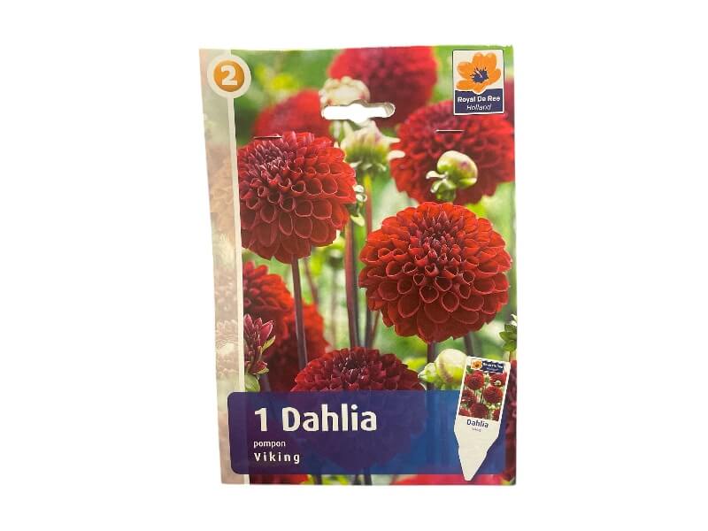 Dahlia Pom. Viking - dahliaknolde til haven.