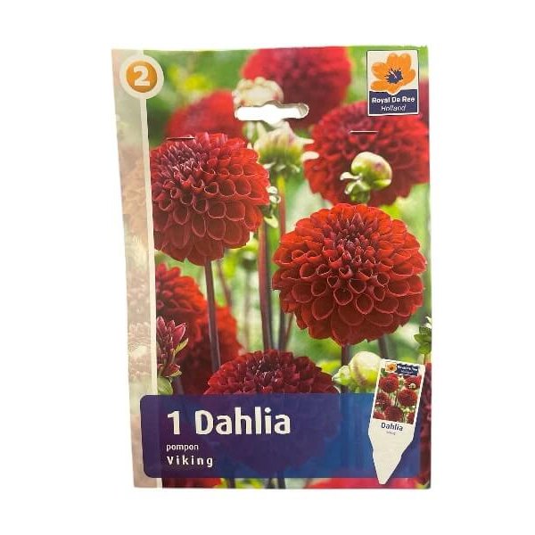 Dahlia Pom. Viking - dahliaknolde til haven.
