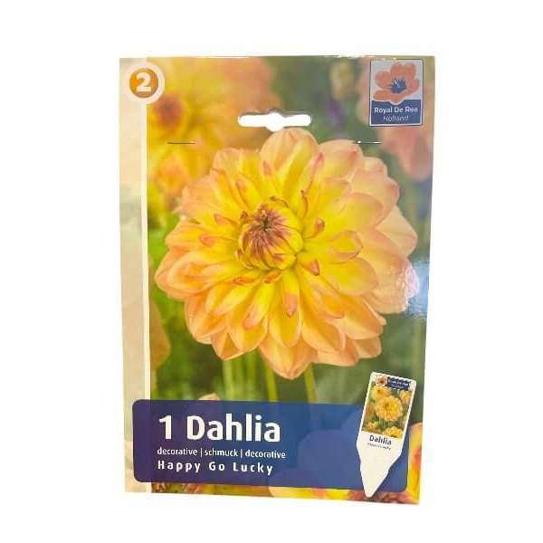 Dahlia Decorative Happy Go Lucky dahlia-knolde til haveplantning.