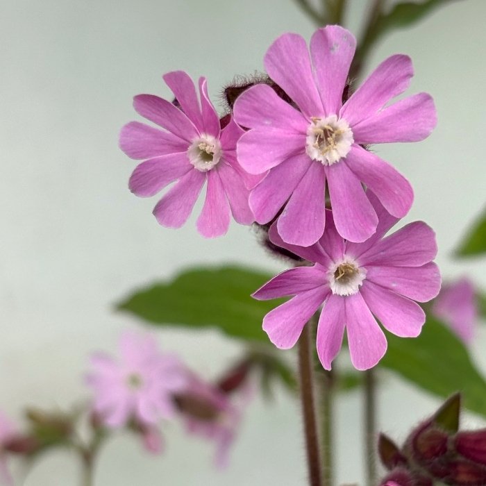 SILENE dioica 1 L