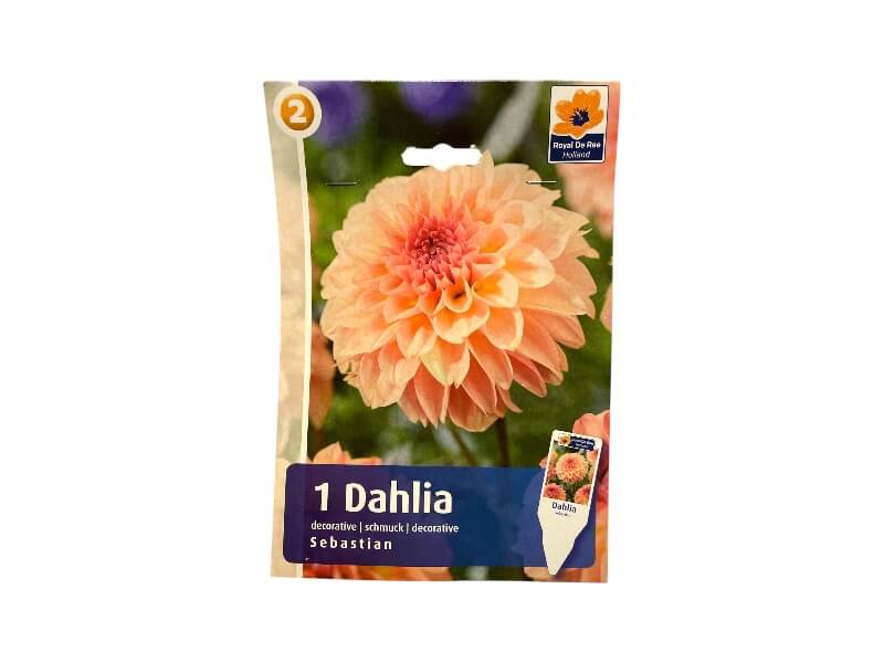 Dahlia Dec. Sebastian I - dahliaknolde til haven.
