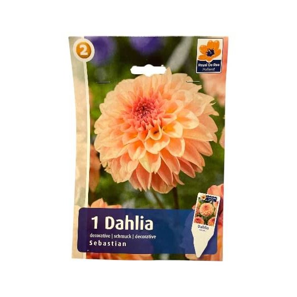 Dahlia Dec. Sebastian I - dahliaknolde til haven.