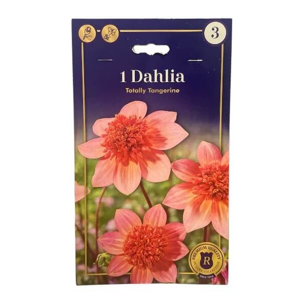 Dahlia Anem. Totally Tangerine, dahliaknolde til haven.