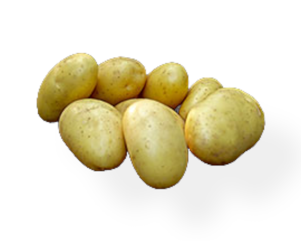 Læggekartoffel Darling 1,5 kg til haven.