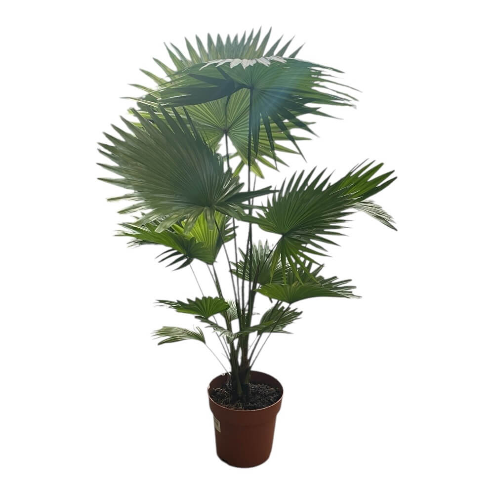 Dronningepalme, Livistona Rotundifolia - 19 cm potte