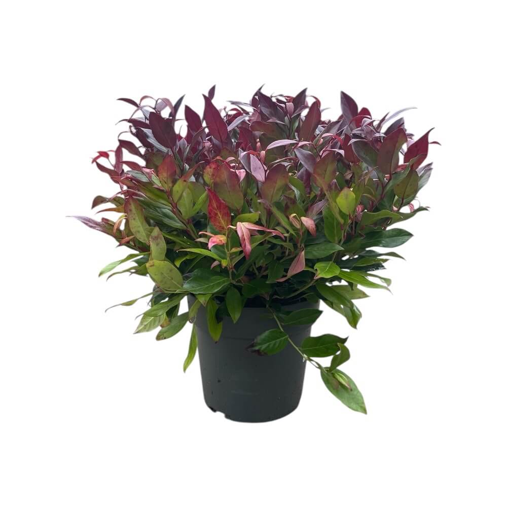 Druelyng, Leucothoe axillaris - 23 cm potte