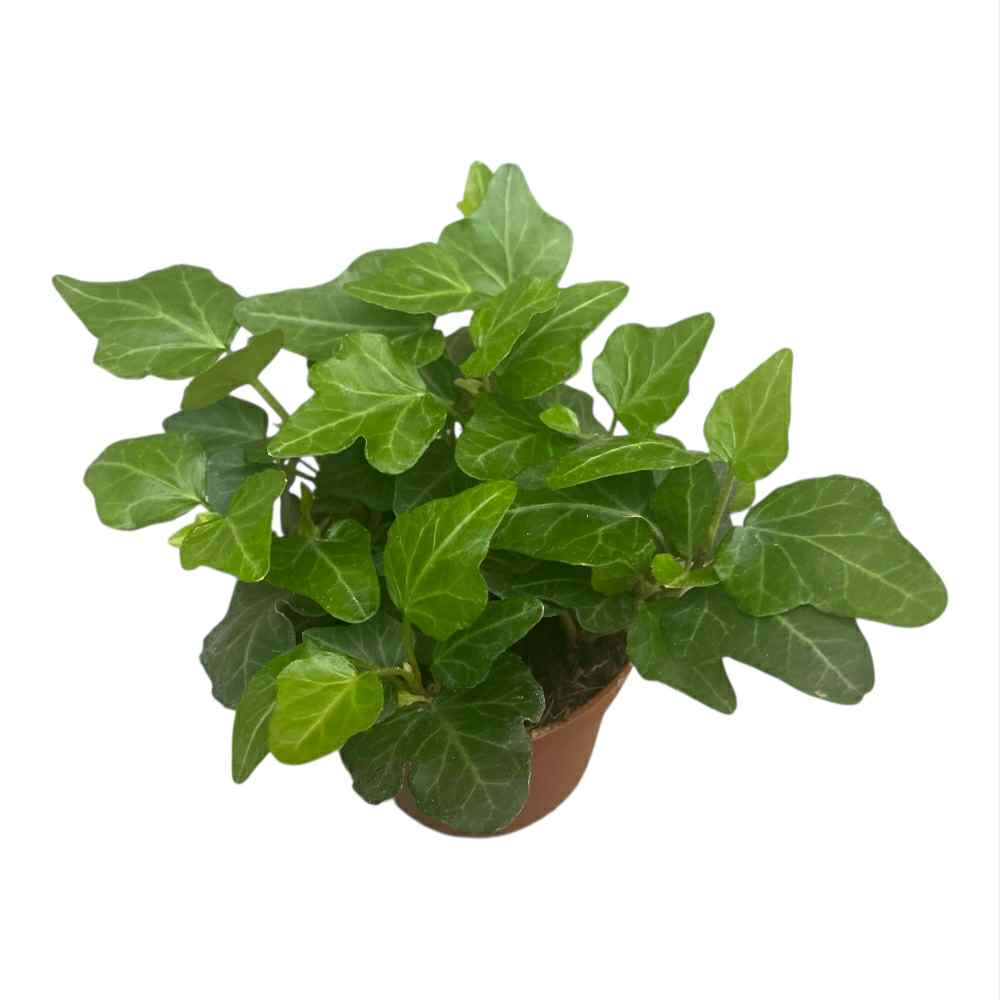 Efeu, Hedera helix Wonder oppefra