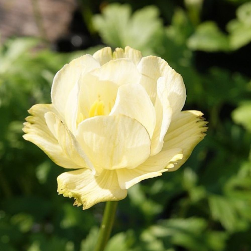 Engblomme, TROLLIUS hybrid 'Alabaster' - 1 L Potte