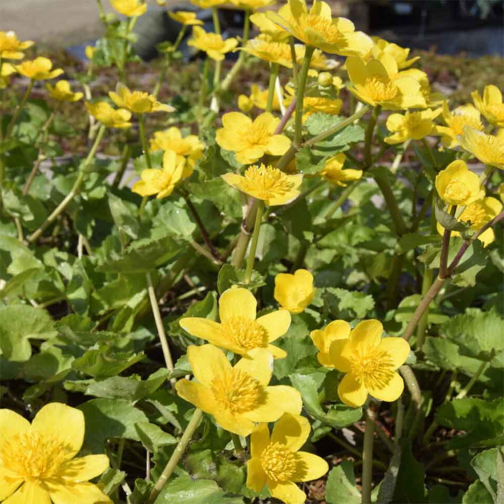 Engkabbeleje, CALTHA palustris - 1 L Potte