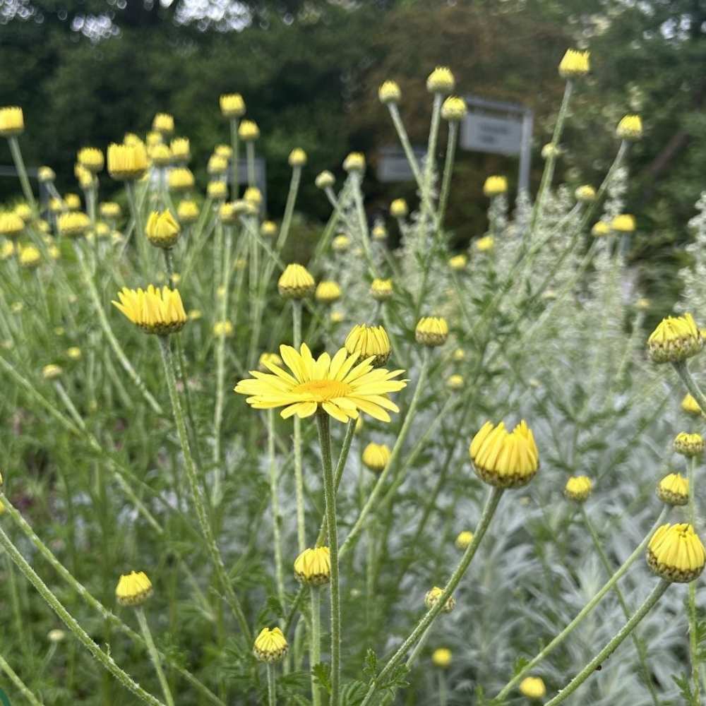 Farve-Gåseurt, ANTHEMIS tinctoria E.C.Buxton - 1L Potte