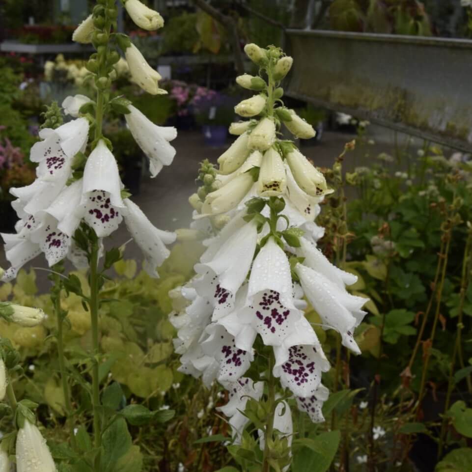 Fingerbøl DIGITALIS pur. 'Dalmatian White', 1 L potte.