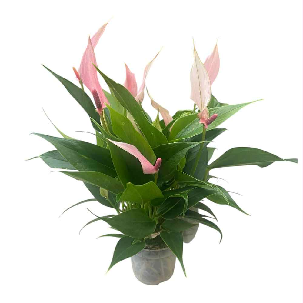 Flamingoblomst, fattigmands orkidé, Anthurium Lilli i 7 cm potte