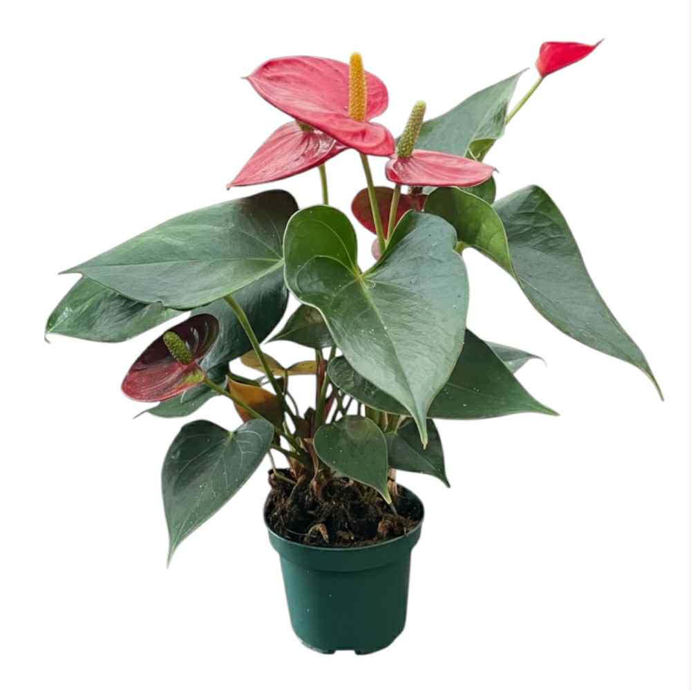 Flamingoblomst, Anthurium Spirit - 9 cm potte, Fattigmands Orkide rød