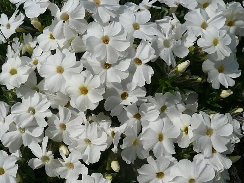 Floks, PHLOX douglasii 'White Admiral' i 10 cm potte.