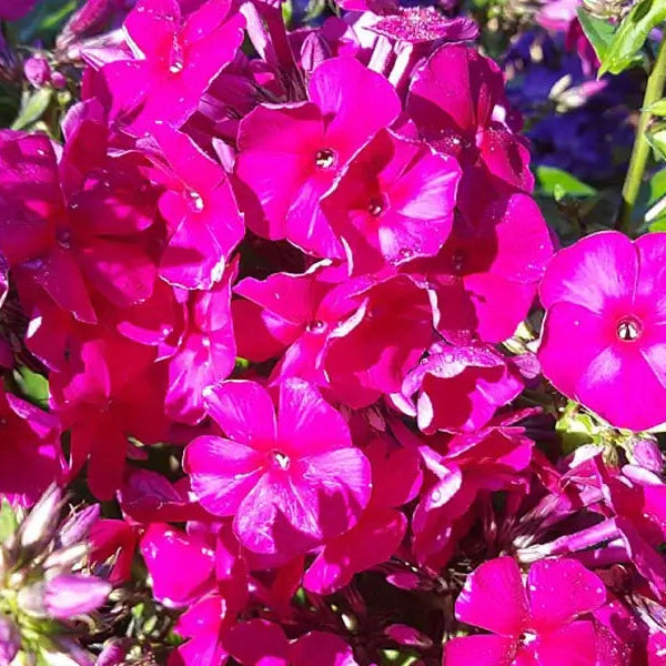 Floks, PHLOX pani. Adessa® Special Fire i 1 L potte.