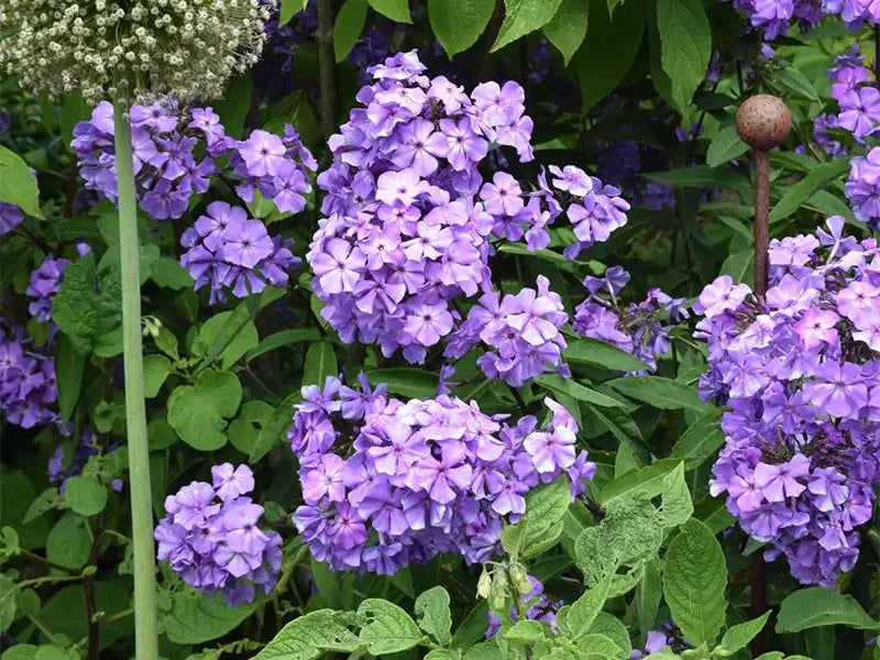 Floks, PHLOX pani. Blue Paradise i 1 L potte.