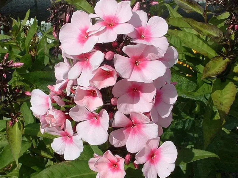 Floks, PHLOX pani. 'Bright Eyes' i 1 L potte