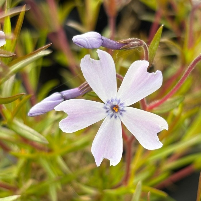 PHLOX sub. 'Emerald Cushion Blue'