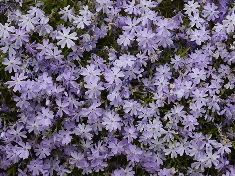 Floks, PHLOX sub. 'Emerald Cushion Blue' i 10 cm potte.