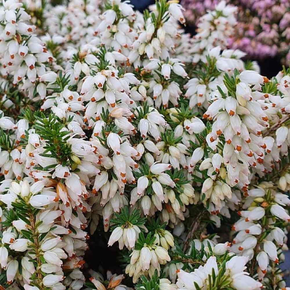 Forårslyng, Erica carnea 'Steffi' - 13 cm potte